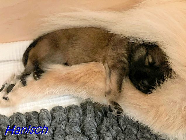 4.12.2021 - In Mamas Schwanz kuscheln